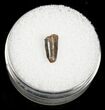 Partial Dromaeosaur (Raptor) Tooth - Montana #4442-1